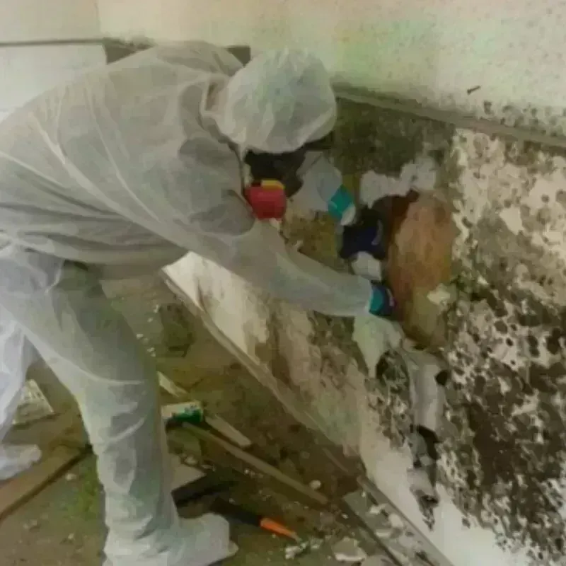 Mold Remediation and Removal in Lynchburg, MS